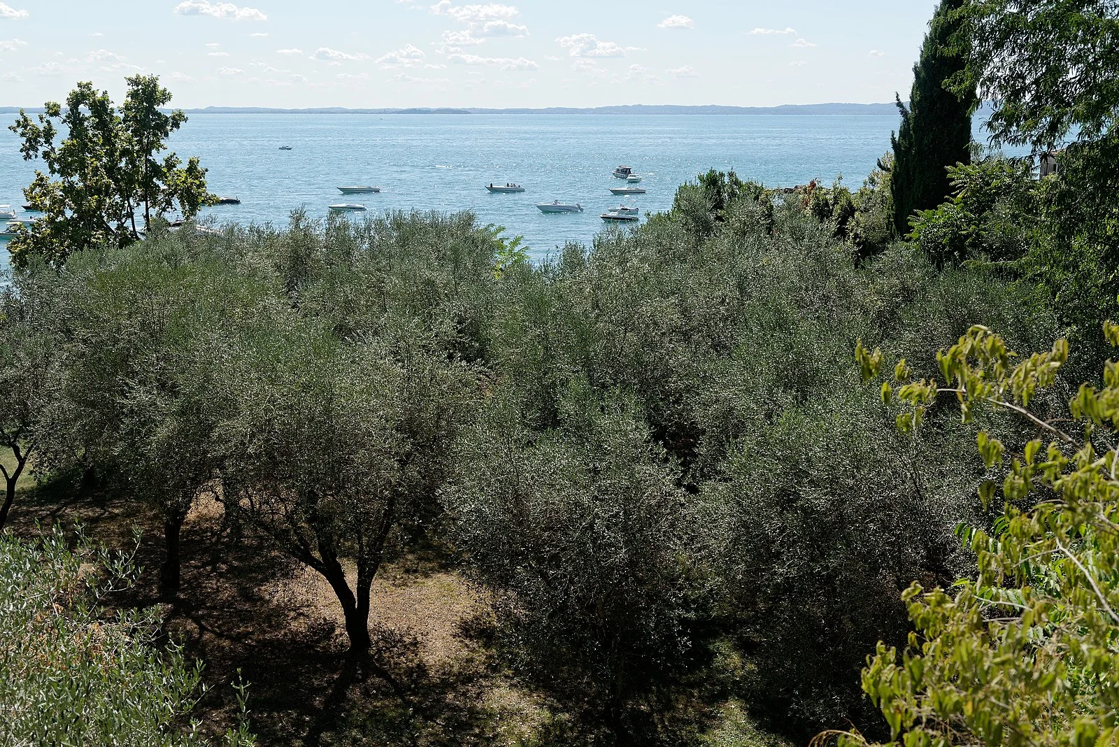 Olijfgaard aan de oever van het Gardameer bij Punta San Vigilio